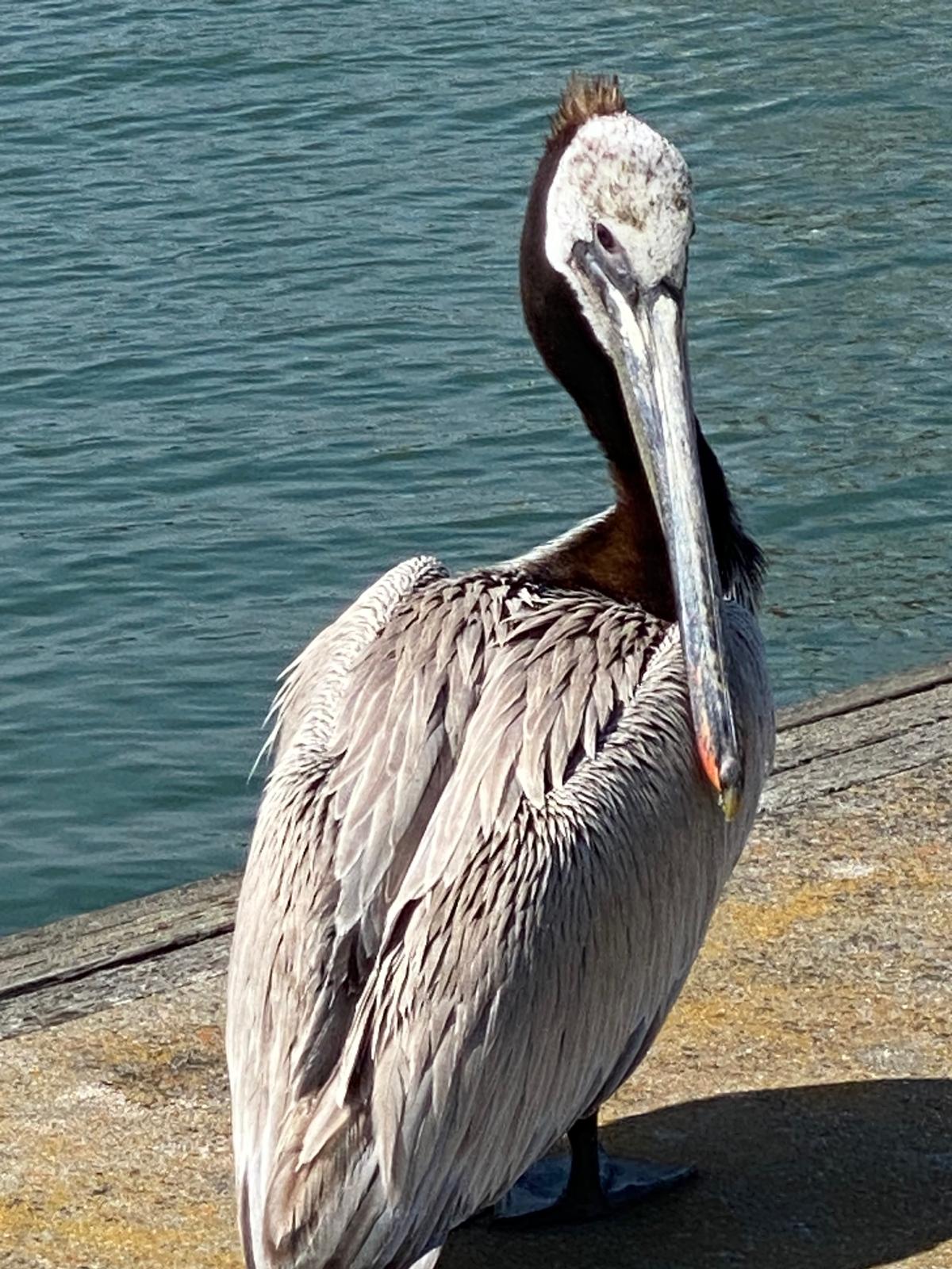 HALF DAY ECO-MISSION